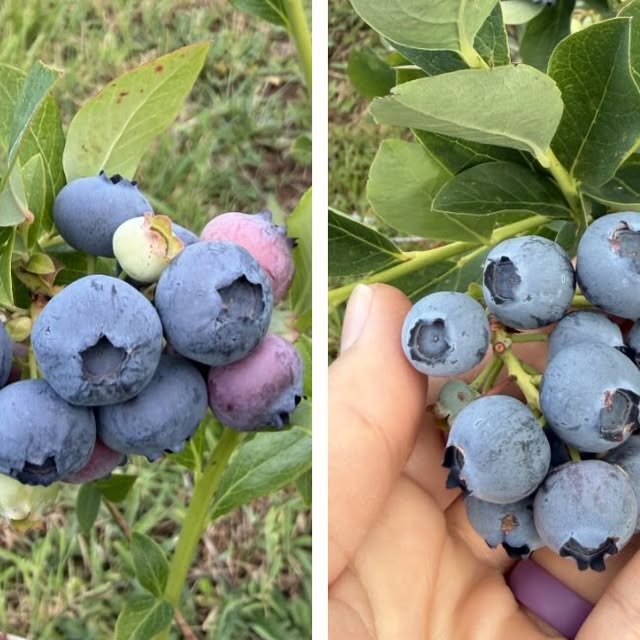 A handful of fresh-picked blueberries next to a loaded branch